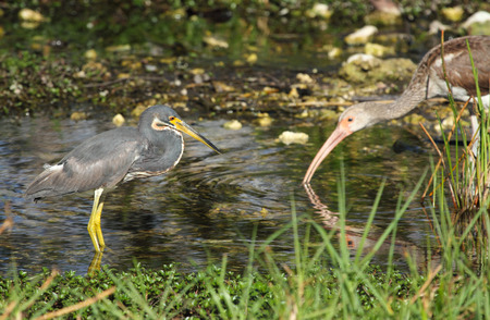 Tricolor heron and immature ibis in a pool in the everglades of Florida. The tricolor heron seems to be watching as the ibis takes a drink. The ibis is more likely to be hunting for crustaceans and fish.の写真素材