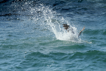 Brown pelican hitting the water in a splash from a high dive on the Gulf Coast of Florida. The brown pelican is a fish eater, often diving from 50 to 100 feet above the water. In this dramatic dive, it folds its wings to its side, and speeds like a dart iの写真素材