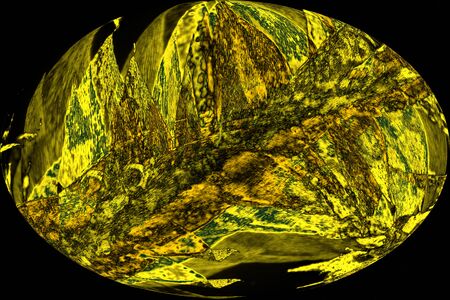 Yellow leaves of a moss, Plagiothecium laetum, on black background, in abstract, polarizing micrograph egg at 40x.の写真素材