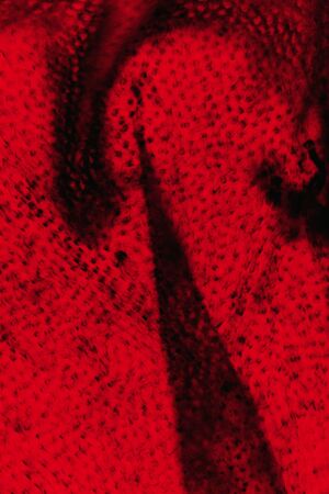 Red false color, abstract micrograph of shed snake skin, with polarization at 100x.の写真素材