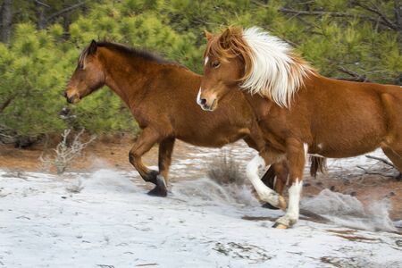 Two of the wild horses at Assateague Island National Seashore in eastern Maryland, USA, run through open, sandy woods.の写真素材