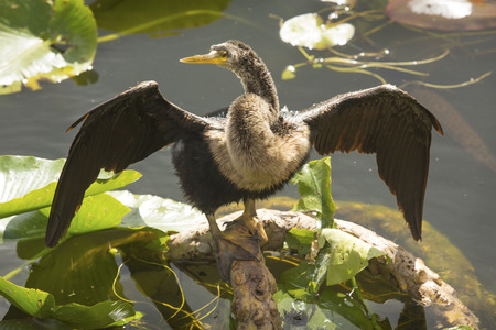 Juvenile anhinga, full body, standing with wings spread in swamp water of the Florida Everglades.の写真素材