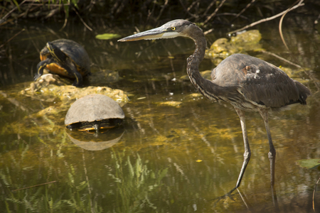 Great blue heron with two red-bellied cooters in shallow swamp water of the Florida Everglades.の写真素材