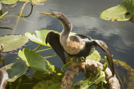 Juvenile anhinga, full body, standing with wings spread in swamp water of the Florida Everglades.の写真素材