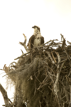 Osprey standing at the edge of its nest at Flamingo in the Florida Everglades.の写真素材