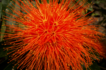 Closeup of a red, pincushion powder puff flower with long stamens in south Florida.