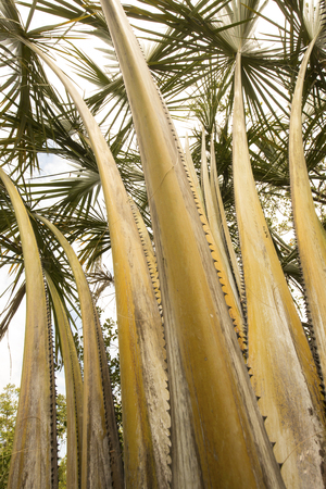 Serrated, thorny stems of a towering palm tree in south Florida.の写真素材