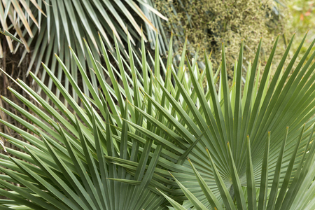 Abstract linear patterns of overlapping palm leaves in south Florida.の写真素材