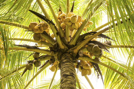 Looking up into a coconut palm tree with coconuts on a warm spring day in south Florida.の写真素材