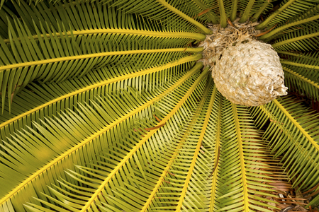 Big leaves and cone of a fertile cycad, Dioon edule, in springtime of south Florida.の写真素材