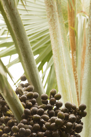 Brown seeds of a palm tree in south Florida, with fanlike foliage in the background.の写真素材