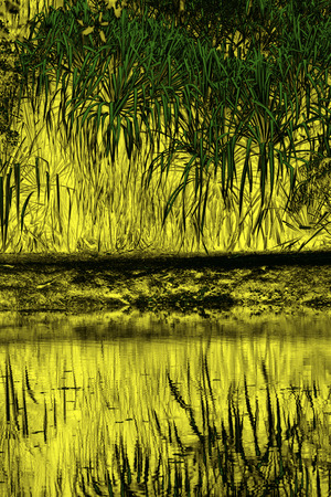 Green leaf blades against a brilliant yellow Florida shoreline produce an abstract landscape with an alien appearance.の写真素材