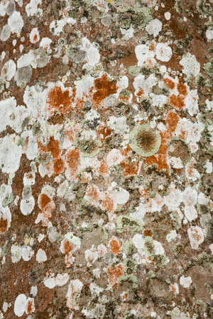 Colorful lichens colonizing the bark surface of a palm tree in south Florida.の写真素材