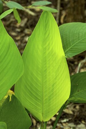 Leaves of alligator flag, Thalia geniculata, in the understory of Corkscrew Swamp in Florida.