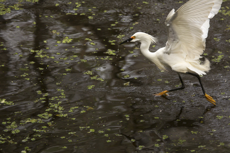 Snowy egret dashing through a shallow pool at Corkscrew Swamp in the Florida Everglades.の写真素材