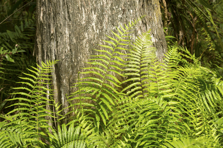 Group of souther shield ferns at base of a cypress tree in Corkscrew Swamp, Florida.の写真素材