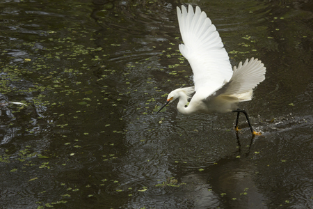 Snowy egret drags its feet in the water as it flies low searching for a meal at Corkscrew Swamp in the Florida Everglades.の写真素材