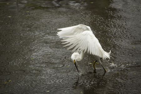 Snowy egret, Egretta thula, stopping abruptly to catch a fish while flying low over a pond  at Corkscrew Swamp in the Florida Everglades.の写真素材