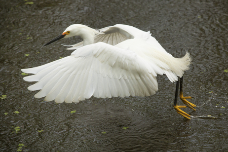 Snowy egret, Egretta thula, with breeding plumage on its head, flying low over a pond while dragging its feet in the water at Corkscrew Swamp in the Florida Everglades.の写真素材
