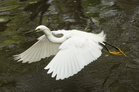 Snowy egret, Egretta thula, with yellow feet trailing behind while flying low over a pond at Corkscrew Swamp in the Florida Everglades.の写真素材