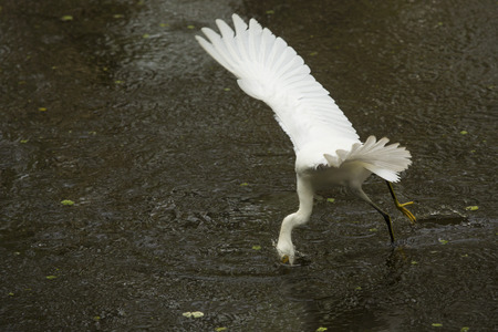Snowy egret, Egretta thula, stopping abruptly to catch a fish while flying low over a pond  at...