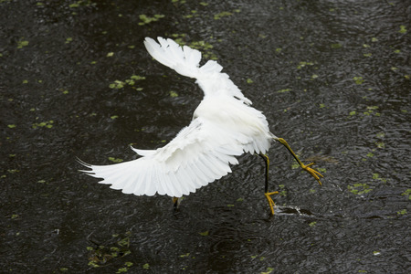 Snowy egret, Egretta thula, stopping abruptly to catch a fish while flying low over a pond  at Corkscrew Swamp in the Florida Everglades.の写真素材