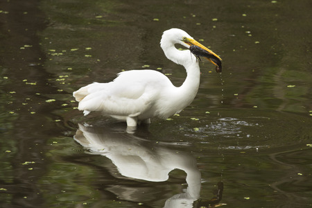 Side view of a Great egret, Ardea alba, standing in the water with a bullhead catfish in its bill at Corkscrew Swamp in the Florida Everglades.の写真素材