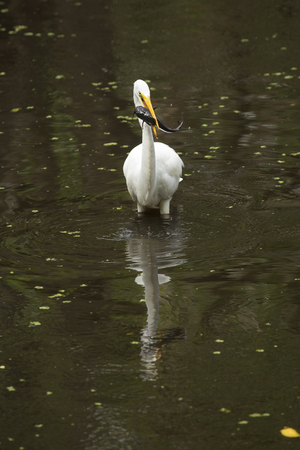 Side view of a Great egret, Ardea alba, standing in the water with a bullhead catfish in its bill at Corkscrew Swamp in the Florida Everglades.の写真素材
