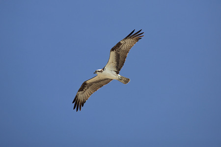 Osprey, Pandion haliaetus, soaring above North Beach at Fort De Soto Park in St. Petersburg,...