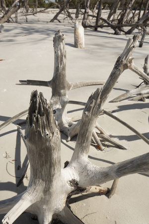 Bleached driftwood makes an abstract pattern on North Beach in Fort De Soto Park, St. Petersburg, Florida.の写真素材