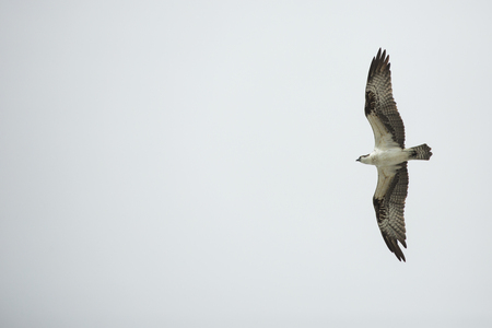 Osprey, Pandion haliaetus, soaring above North Beach at Fort De Soto Park in St. Petersburg, Florida.の写真素材