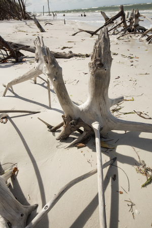 Bleached driftwood makes an abstract pattern on North Beach in Fort De Soto Park, St. Petersburg, Florida.の写真素材