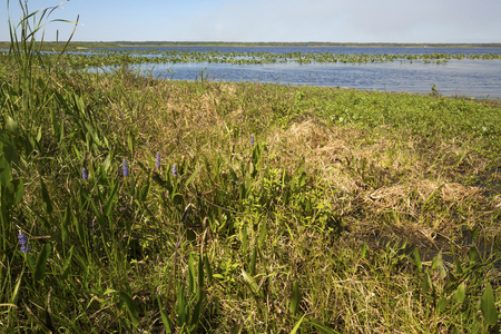 Pickerelweed, Pondeteria cordata, in a swamp on the margins of Lake Kissimmee in Lake Kissimmee State Park in Lake Wales, Florida.の写真素材