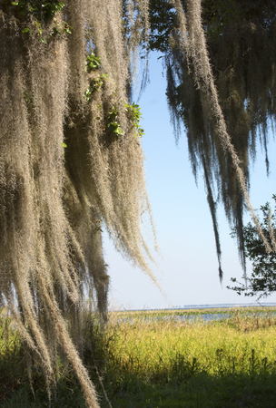 Lush tropical woods with abundant Spanish moss draping branches of live oak trees at Kissimmee State Park in central Florida.の写真素材