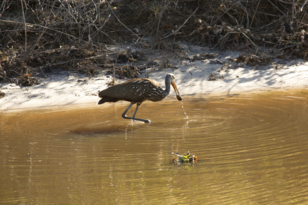 Limpkin, Aramus guarauna, capturing a freshwater muscle on the shore of a canal in Lake Kissimmee State Park, Florida.の写真素材