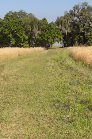 Dirt road winding through Florida scrub habitat in early springtime at Lake Kissimmee State Park in Lake Wales.の写真素材