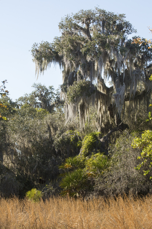 Florida scrub habitat in early springtime at Lake Kissimmee State Park in Lake Wales.の写真素材