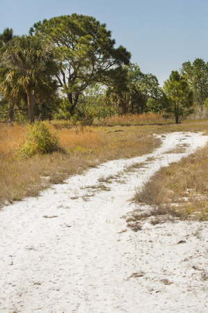 Dirt road of white sand winding through Florida scrub habitat in early springtime at Lake Kissimmee State Park in Lake Wales.の写真素材