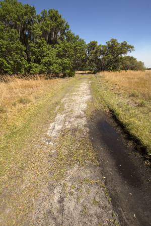 Dirt road winding through Florida scrub habitat in early springtime at Lake Kissimmee State Park in Lake Wales.の写真素材