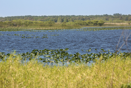 Water lilies in a swamp on the margins of Lake Kissimmee in Lake Kissimmee State Park in Lake Wales, Florida.の写真素材