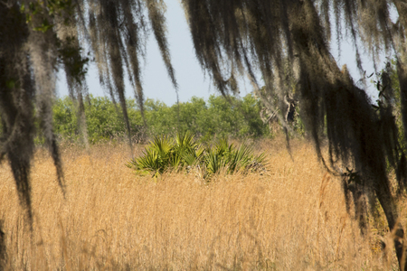 Florida scrub habitat in early springtime at Lake Kissimmee State Park in Lake Wales.の写真素材