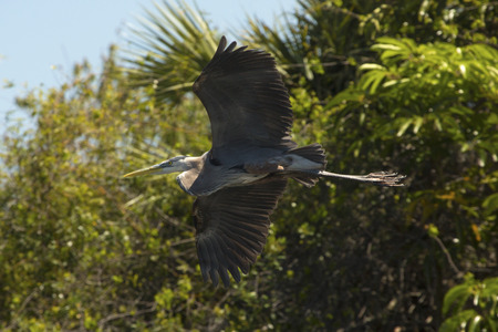 Great blue heron, Ardea herodias, flying with shrubs in the background in central Florida.