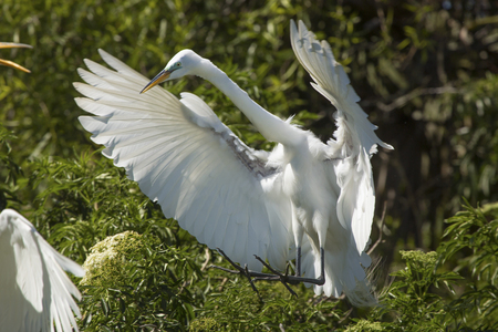 Great egret , Ardea alba, landing in shrubs at a rookery in central Florida.の写真素材