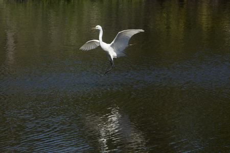 Great egret, Ardea alba, flying low over water at a rookery in central Florida.の写真素材