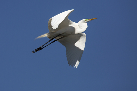 Great egret, Ardea alba, flying in a blue sky over a swamp in central Florida.の写真素材