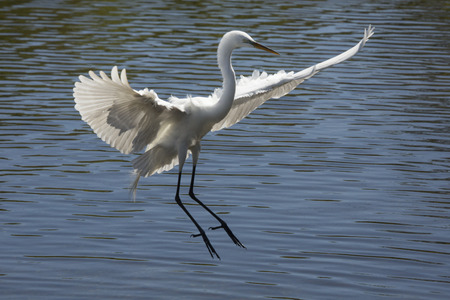 Great egret, Ardea alba, landing in shallow water with its wings outspread, at a swamp in central Florida.の写真素材