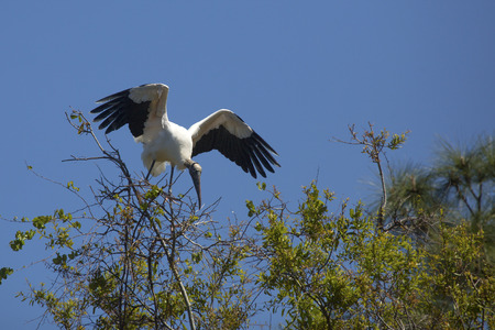 Wood stork, Mycteria americana, perched precariously in a tree in central Florida.の写真素材