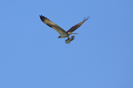 Osprey, Pandion haliaetus, flying with a big fish in its talons in a blue sky in central Florida.の写真素材