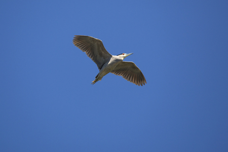 Black crowned night heron, Nycticorax nycticorax, flying over a swamp in central Florida in springtime.の写真素材