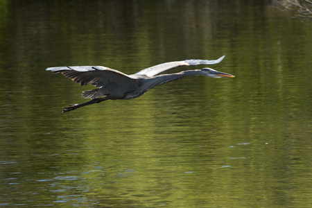 Great blue heron, Ardea herodias, flying low over water at a swamp in central Florida.の写真素材